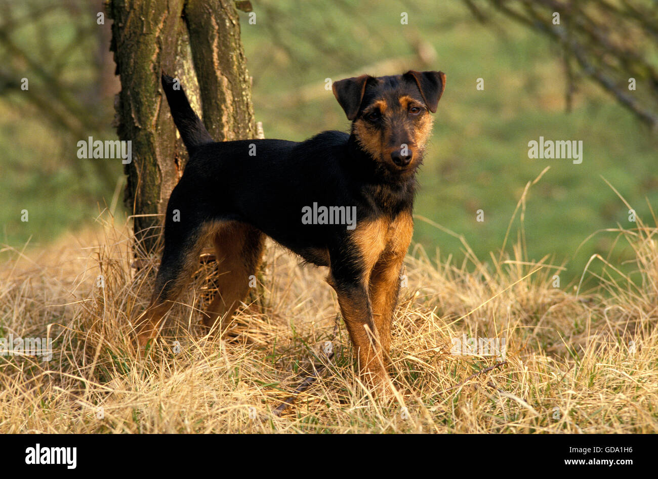Jagd Terrier alemán de caza o perro terrier Foto de stock