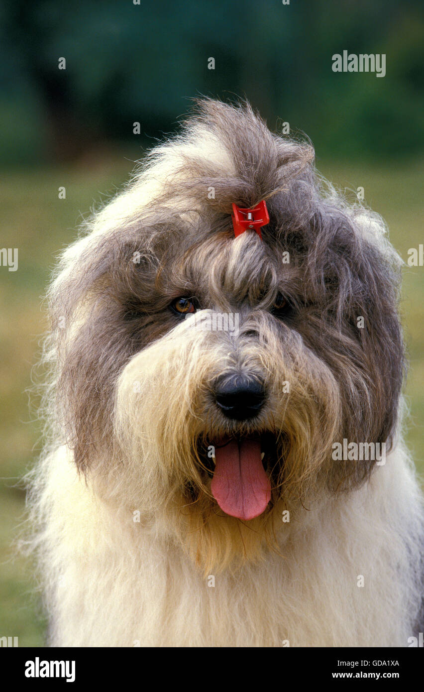 Bobtail Mira Hacia Adelante. Viejo Perro Pastor Inglés Se Encuentra En La  Hierba Fotos, retratos, imágenes y fotografía de archivo libres de derecho.  Image 85360913