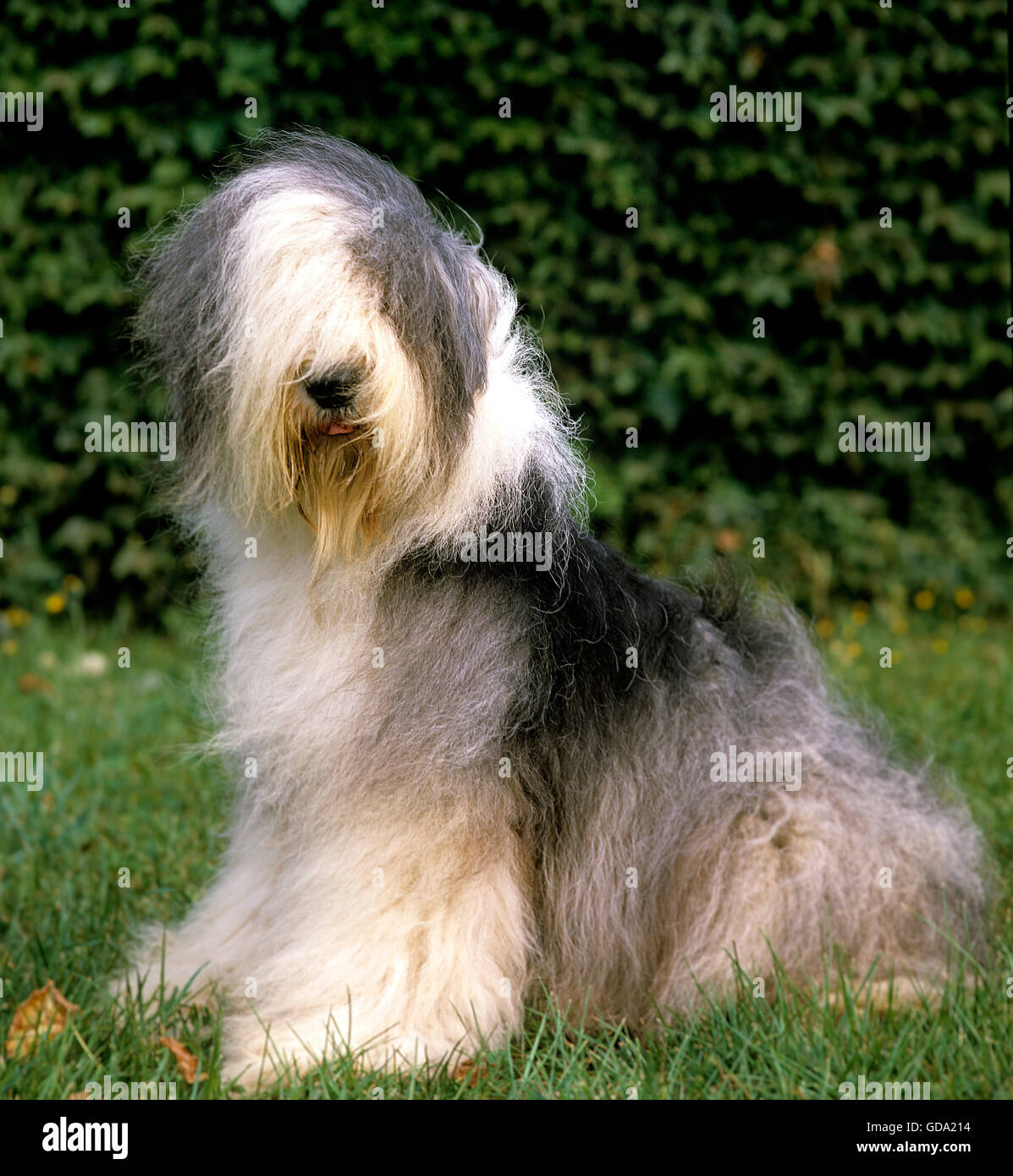 Bobtail Dog Running Perro Viejo Pastor Stock Photo 1162958359