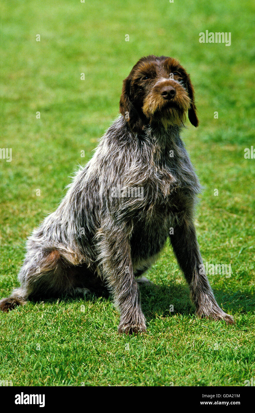 Griffon Korthal perro o Wire-Haired sentados en el césped Fotografía de  stock - Alamy