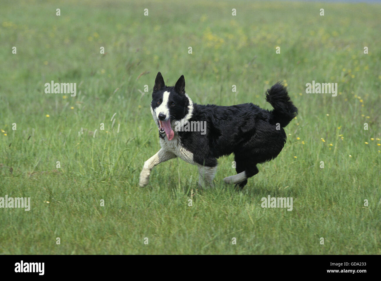 Perro oso carelio fotografías e imágenes de alta resolución - Alamy