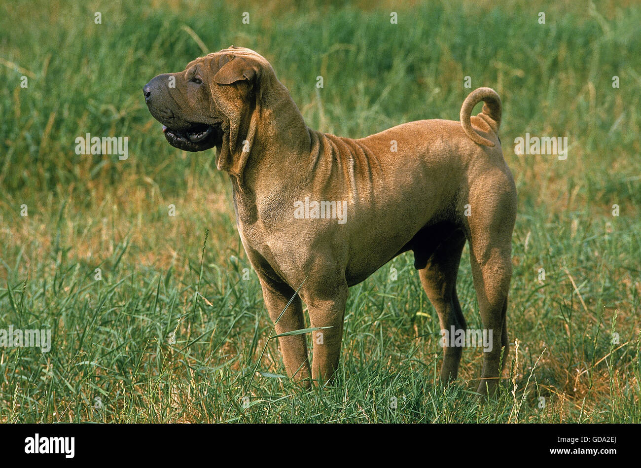 SHAR PEI perro, macho en el césped Foto de stock