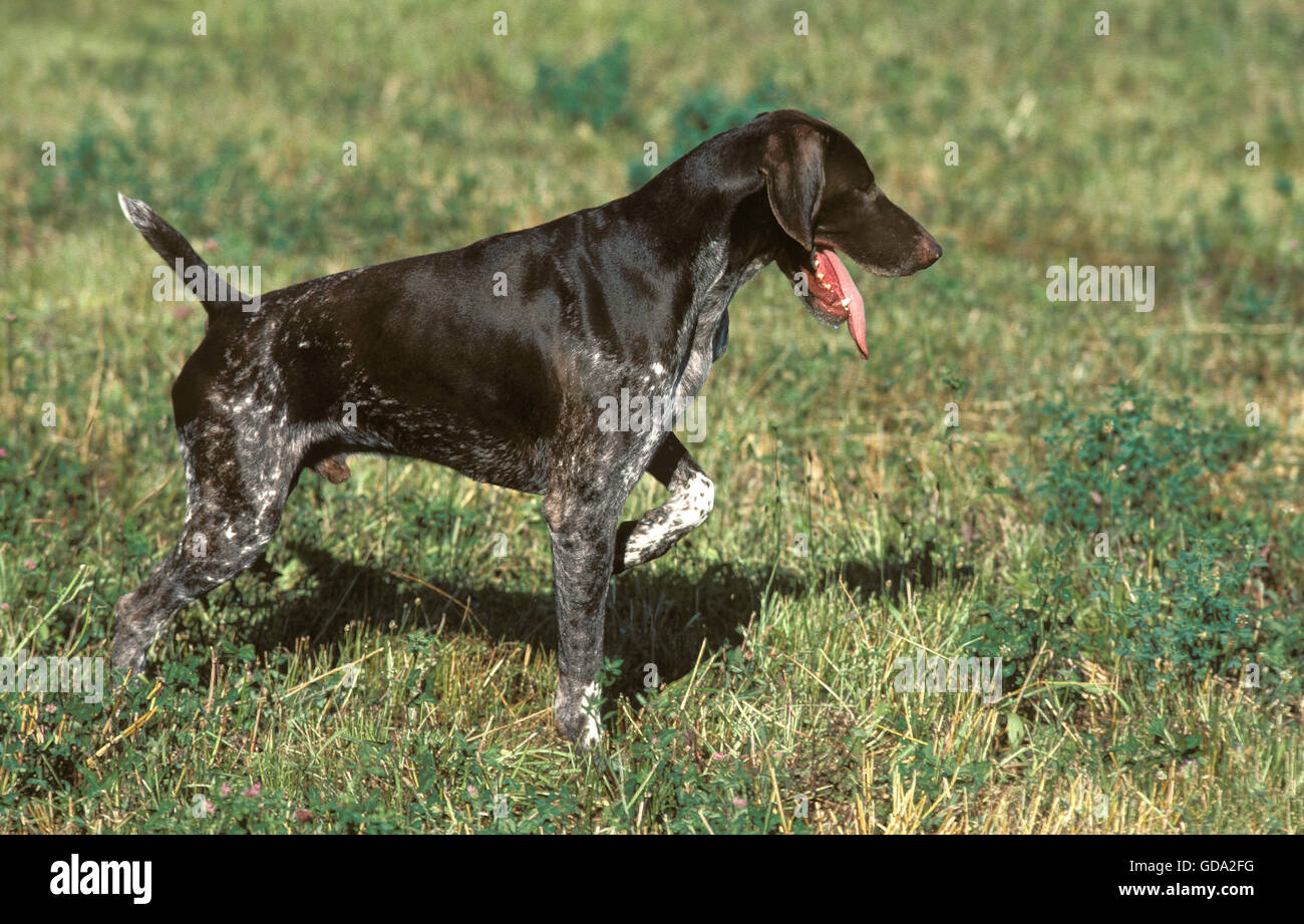 Puntero Short-Haired alemán, perro de caza Foto de stock