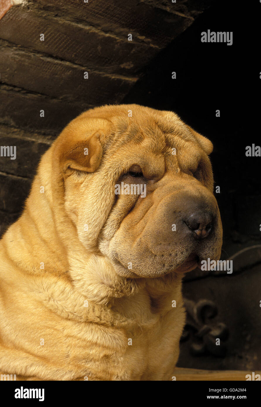 Shar Pei perro, retrato de jóvenes Foto de stock