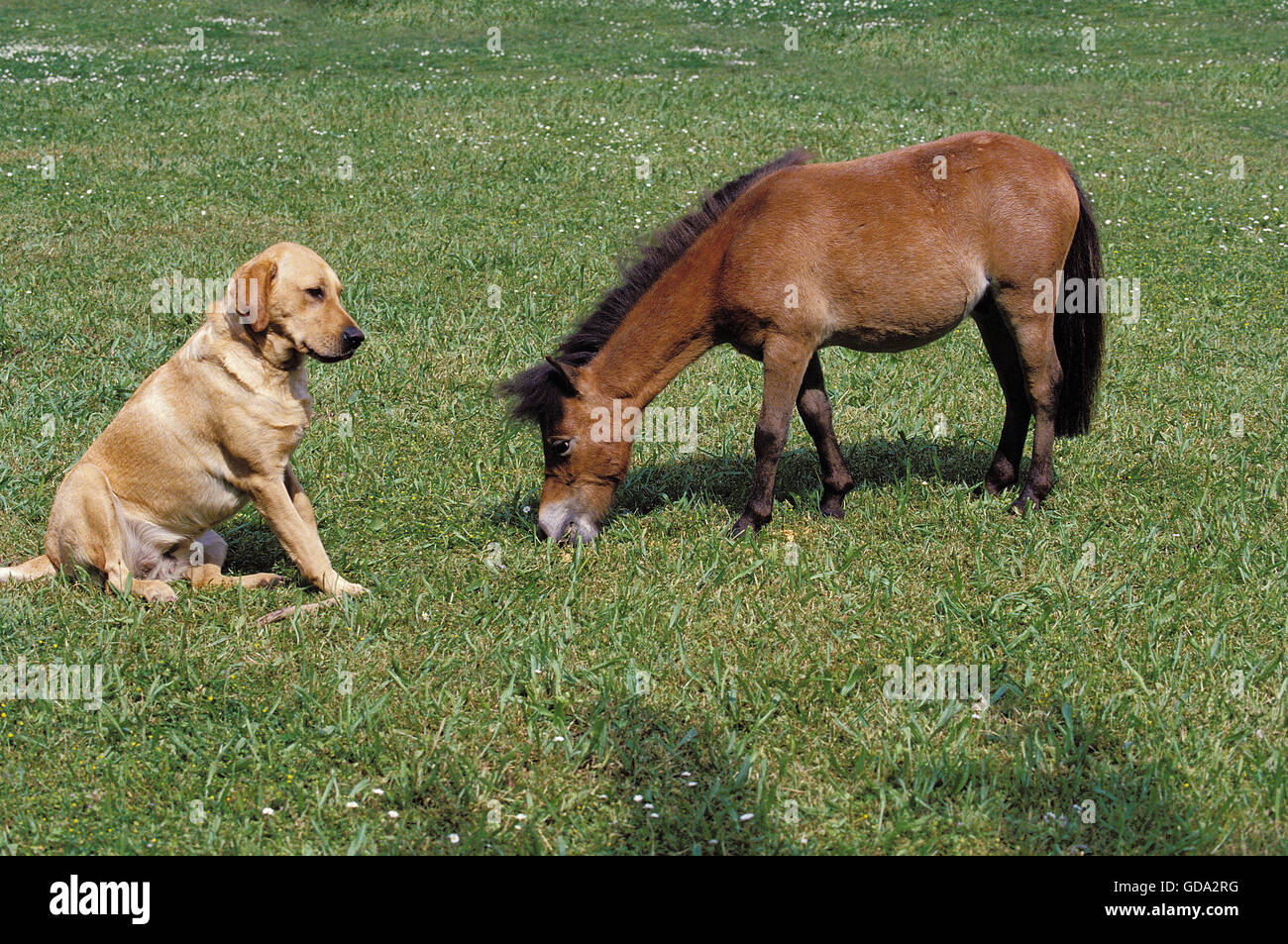 LABRADOR RETRIEVER con adultos de caballos en miniatura americana Foto de stock