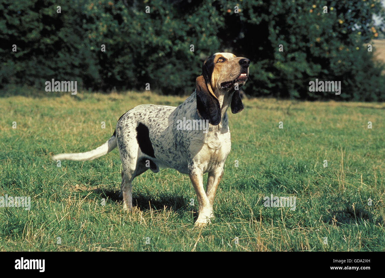 Perro saintongeois pequeño gascon fotografías e imágenes de alta resolución  - Alamy