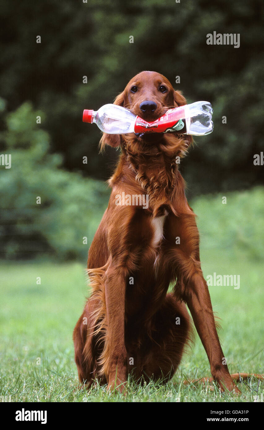 Coca cola para mascotas fotografías e imágenes de alta resolución - Alamy