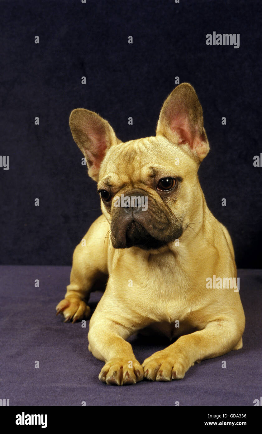 Bulldog Francés, perro tendido Foto de stock