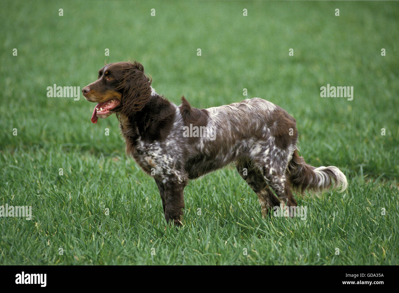 cuanto cuesta un spaniel de picardia