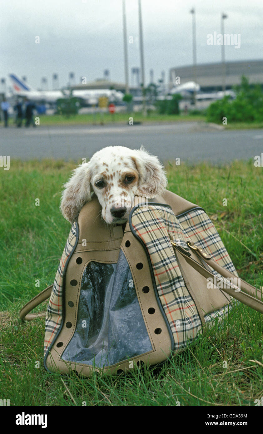 Perro en bolsa de transporte en el aeropuerto. Foto de stock