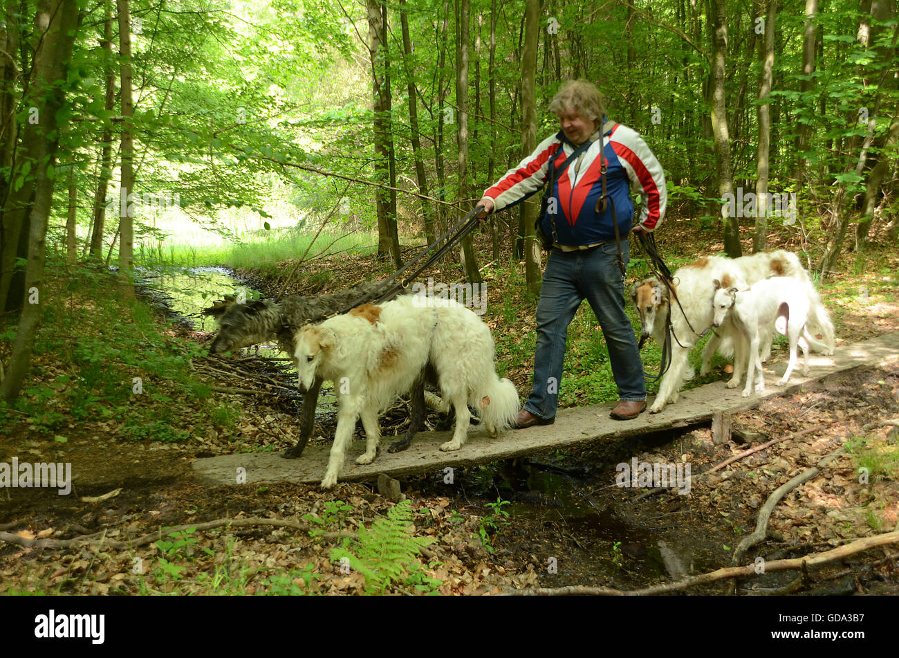 Persona con 5 perros cruza un pequeño puente sobre un arroyo. El puente va a gestionar la enorme carga? Foto de stock