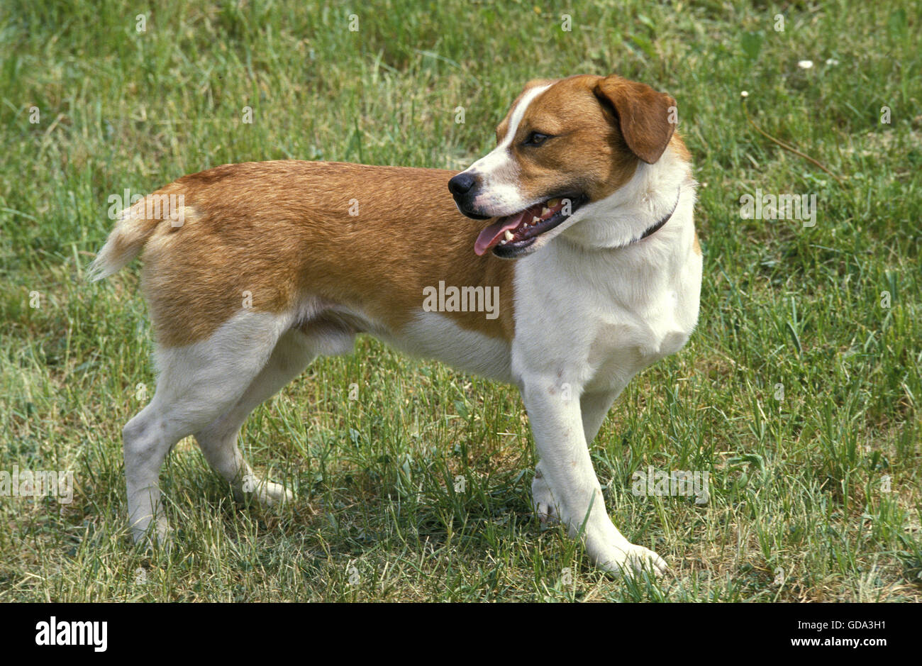 Smaland hound fotografías e imágenes de alta resolución - Alamy