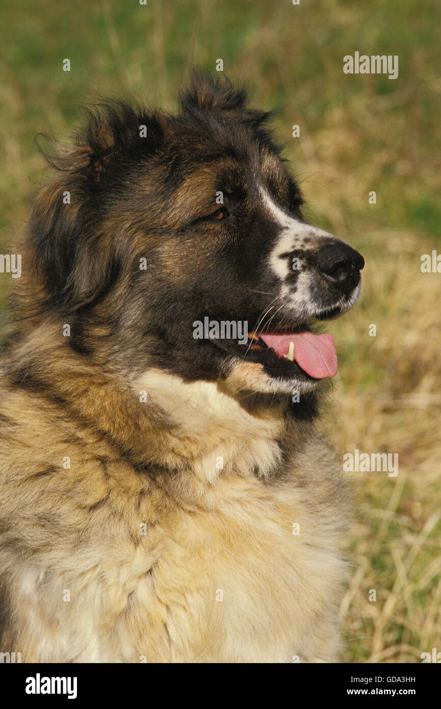 Portrait caucasian shepherd dog breed fotografías e imágenes de alta  resolución - Alamy