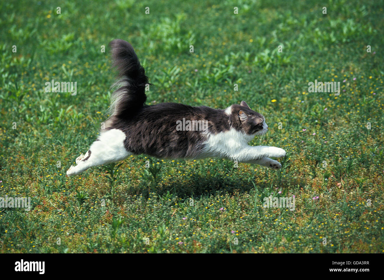 Gato doméstico corriendo sobre el césped Fotografía de stock - Alamy