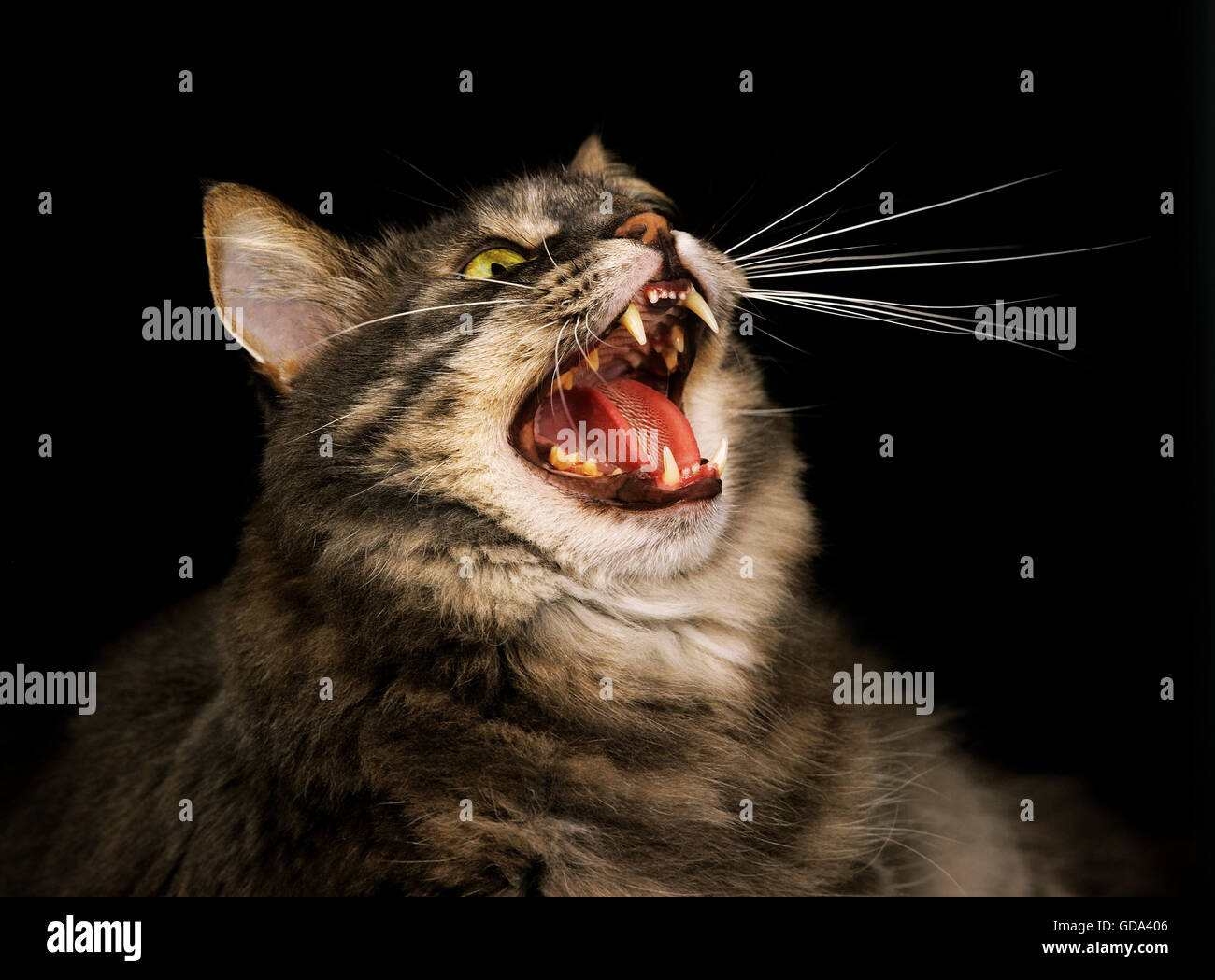 Postura del gato fotografías e imágenes de alta resolución - Página 2 -  Alamy