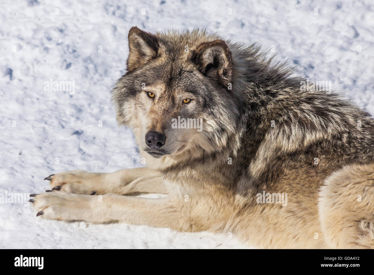 Primer plano de un lobo gris, en la nieve, mirando hacia la cámara. Foto de stock
