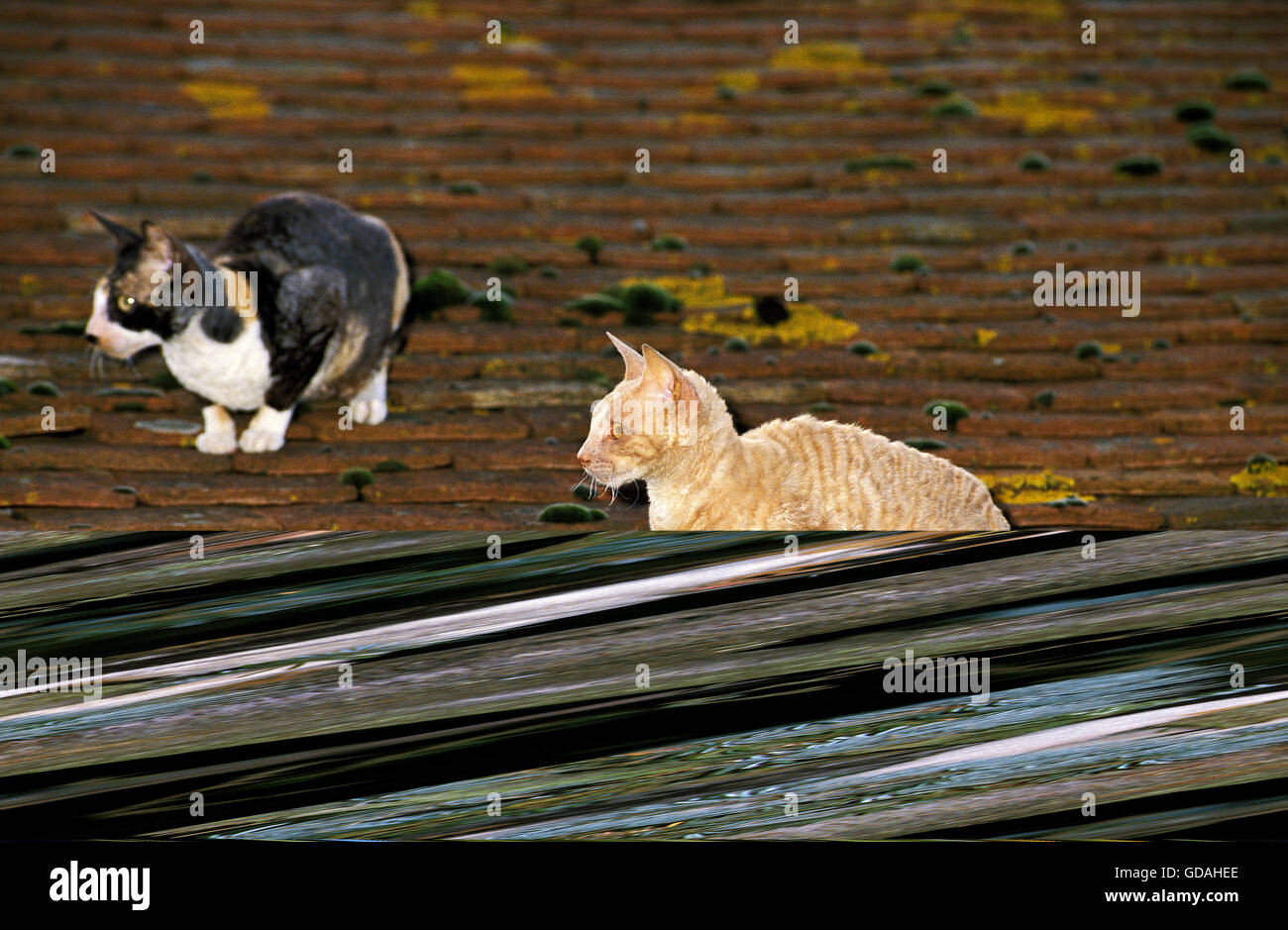 Cornish Rex gato doméstico en el techo Foto de stock