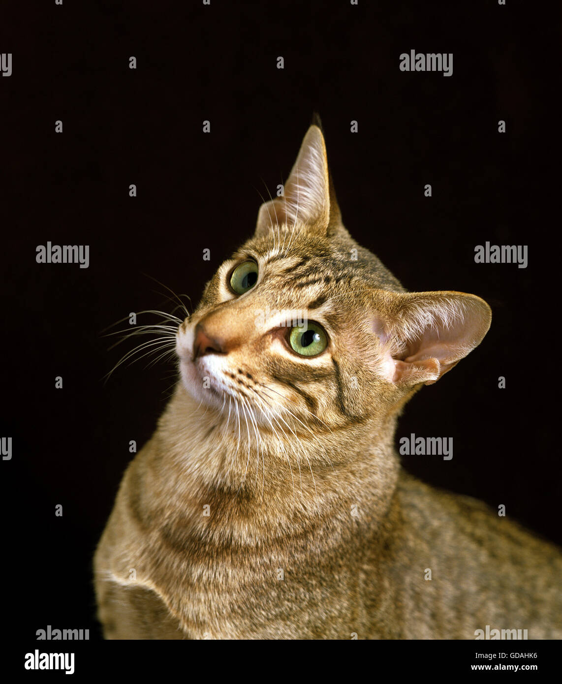 Mau egipcio gato doméstico, Retrato de adulto Foto de stock