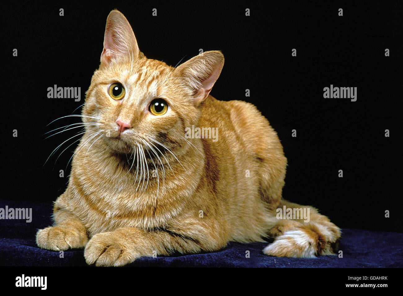 AMERICAN SHORTHAIR gato doméstico, adulto se fijan contra fondo negro Foto de stock