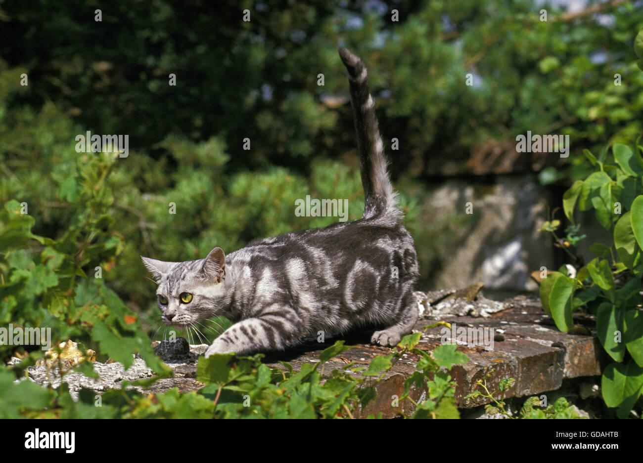 American Shorthair gato doméstico, adulto caminando en la pared Foto de stock