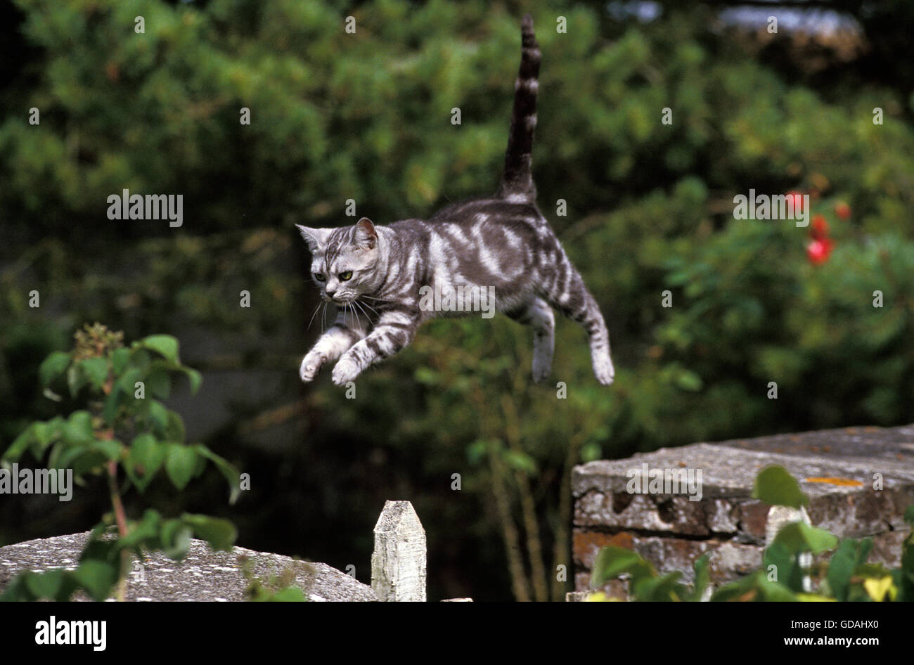 American Shorthair gato doméstico, Adulto saltando desde la pared Foto de stock