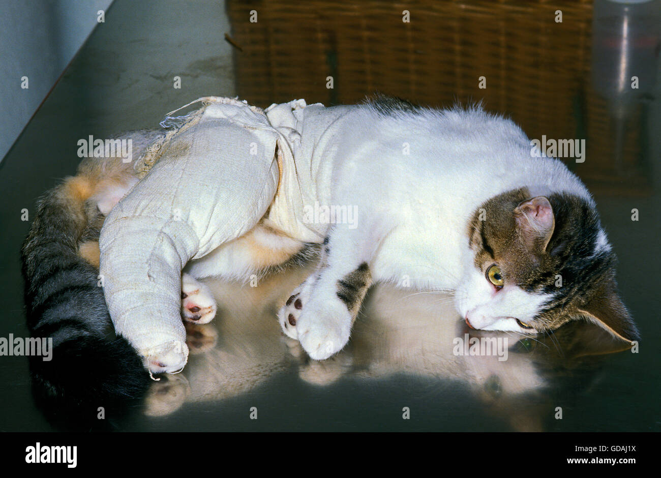 Gato doméstico con una pata vendada Fotografía de stock - Alamy