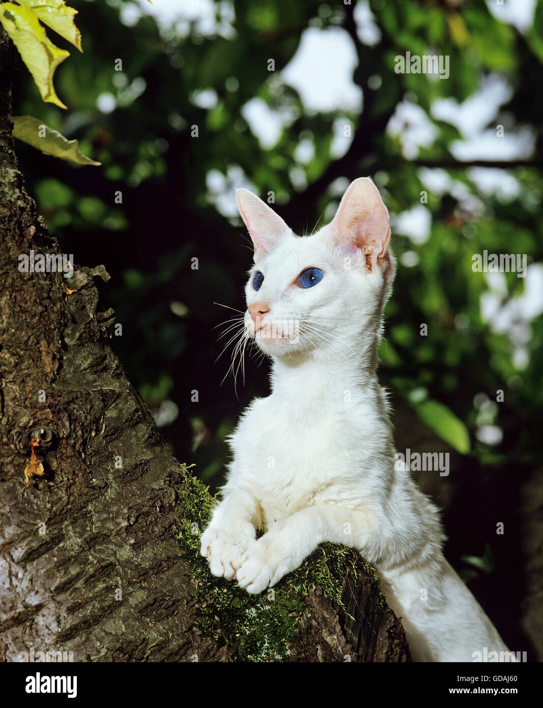 Blancos extranjeros gato doméstico en el árbol Foto de stock