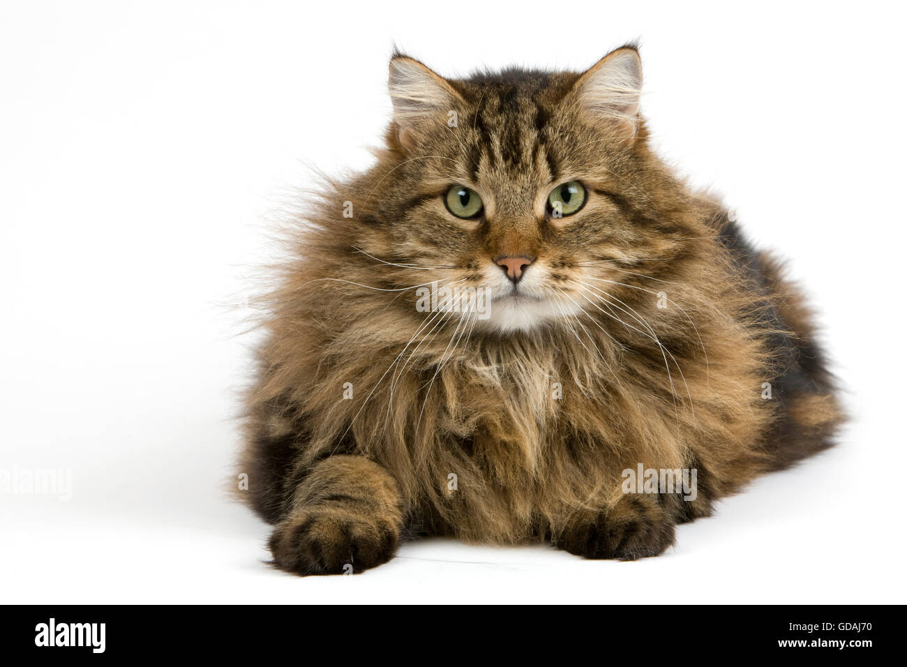 El gato angora fotografías e imágenes de alta resolución - Alamy