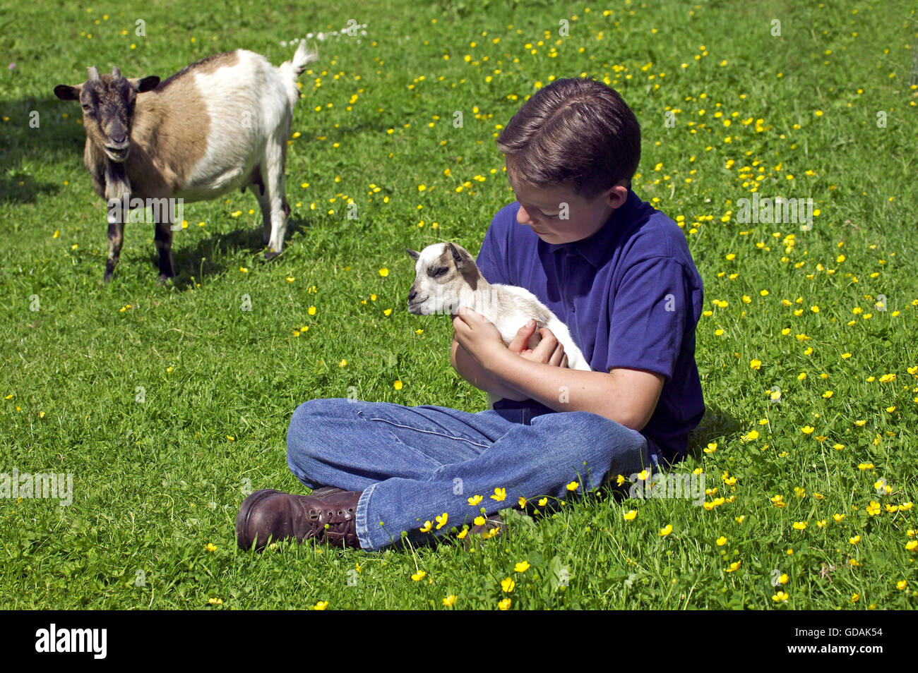 Niño sosteniendo una joven cabra pigmeo Foto de stock