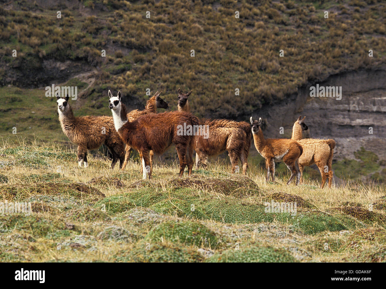 La llama Lama glama, ADULTOS CON YOUNGS, ECUADOR Foto de stock