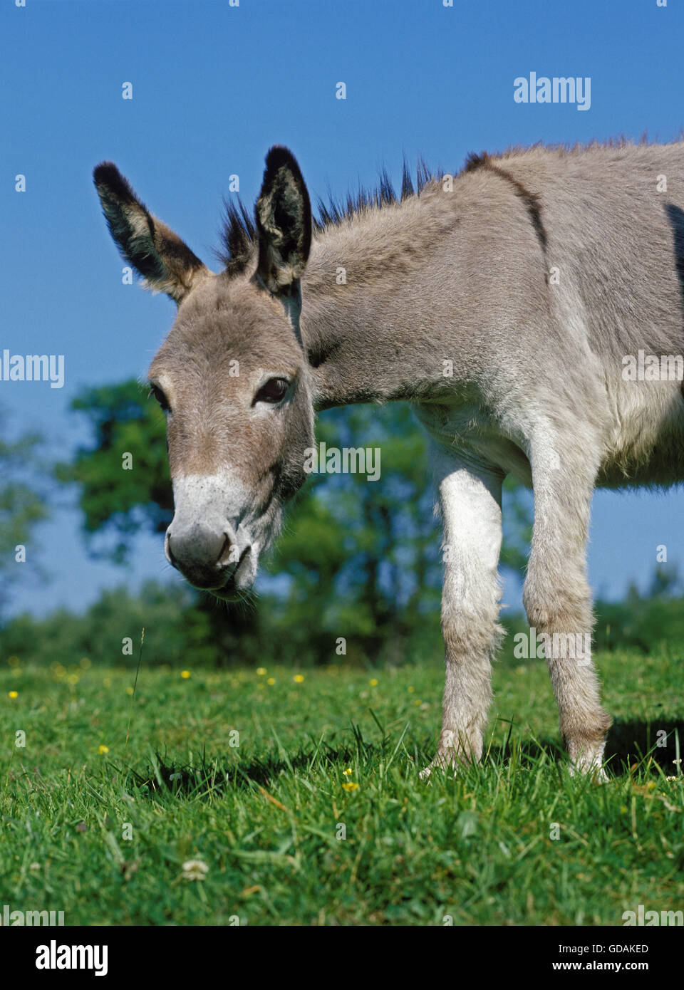 Francés burro gris, adulto de pie sobre el césped Foto de stock