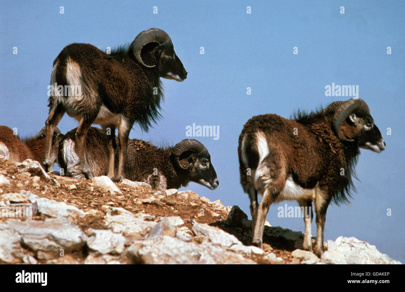 El muflón europeo ovejas Ovis ammon, Grupo de pie en las rocas Foto de stock