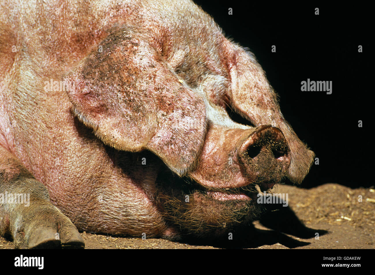Retrato de Bayeux cerdo doméstico, una raza francesa de Normandía  Fotografía de stock - Alamy