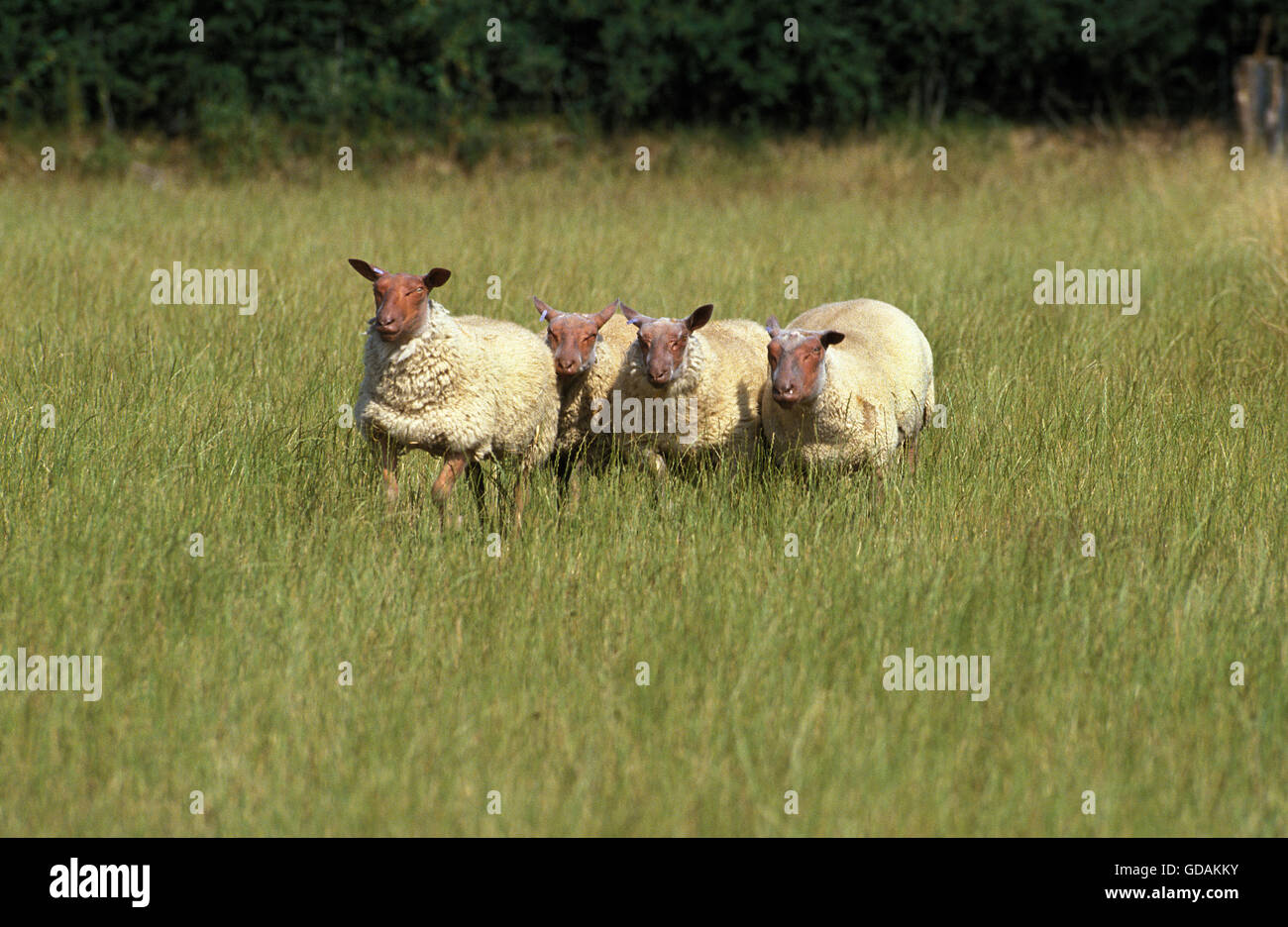Rouge de l'Ouest ovejas domésticas, una raza francesa Foto de stock
