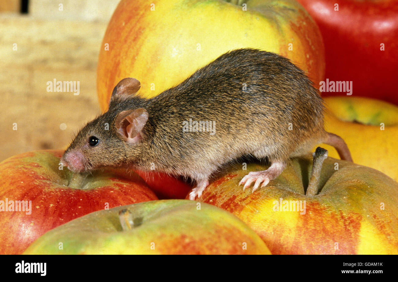Casa el ratón, Mus musculus, Adulto en Apple Foto de stock