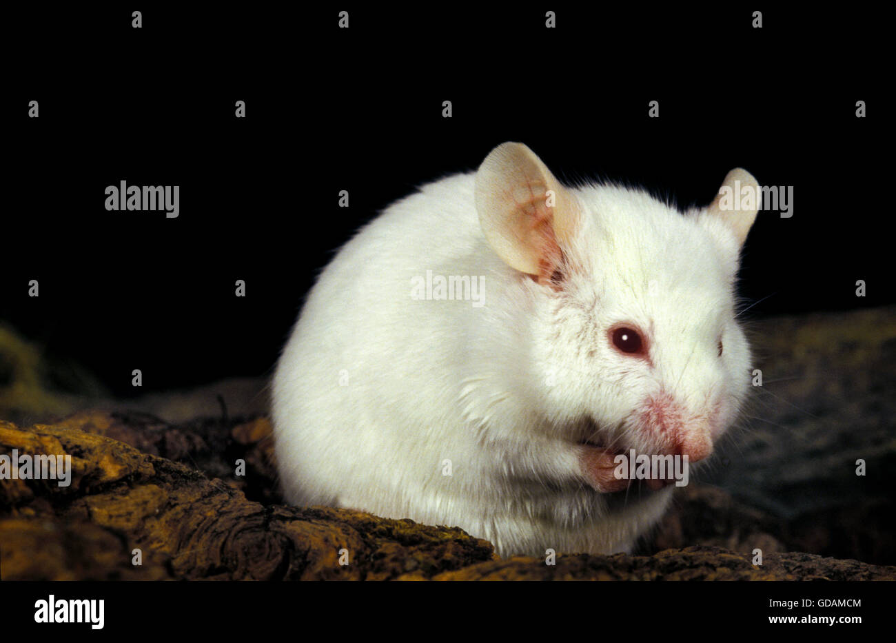 Ratón blanco, Mus musculus Foto de stock