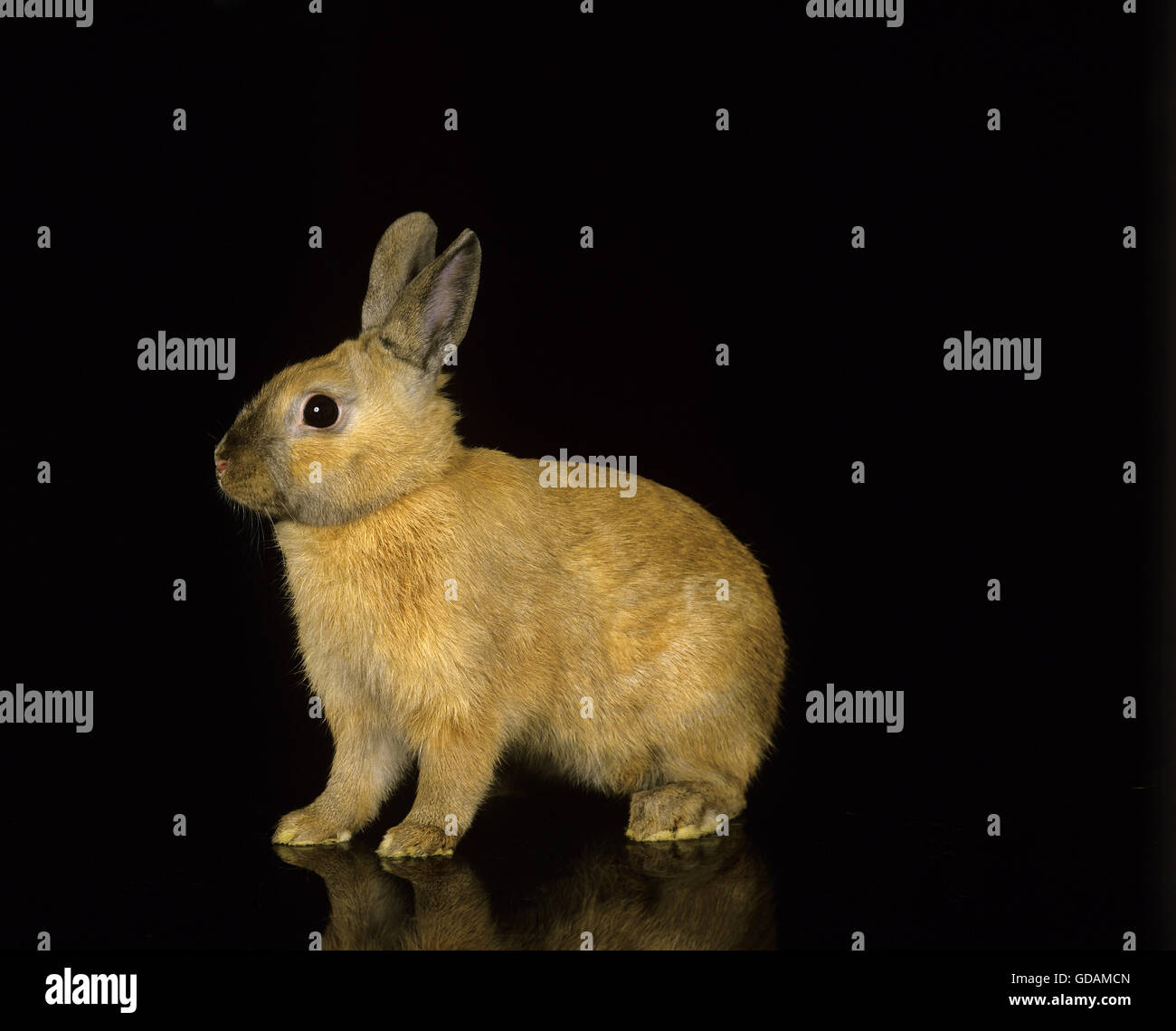Conejo enano contra fondo negro Foto de stock