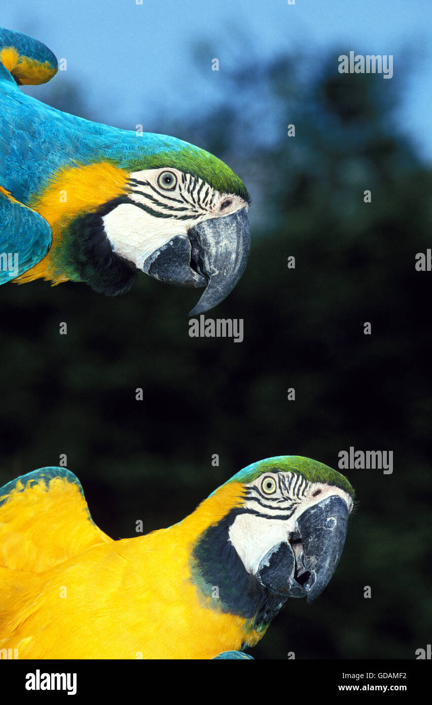 Guacamayo azul y amarillo, ara ararauna, adultos Foto de stock