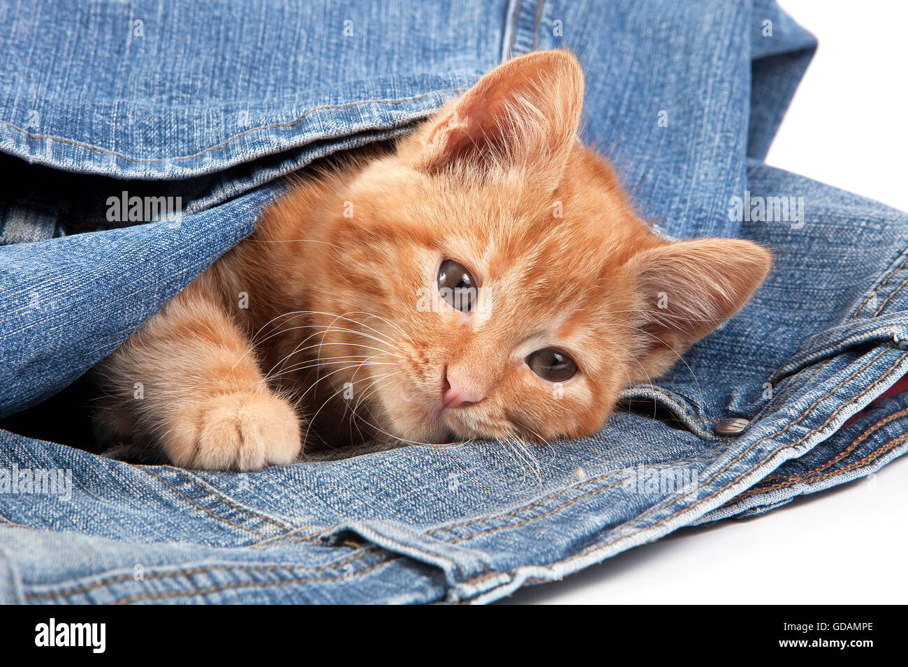 Rojo atigrado gato doméstico, gatito jugando en jeans Fotografía de stock -  Alamy