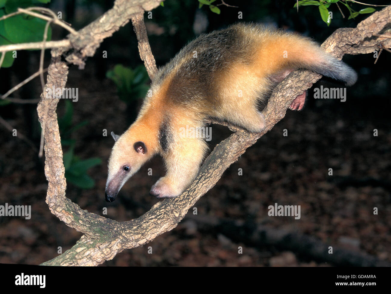 Sur de el oso hormiguero Tamandua tetradactyla, adulto caminando en rama Foto de stock
