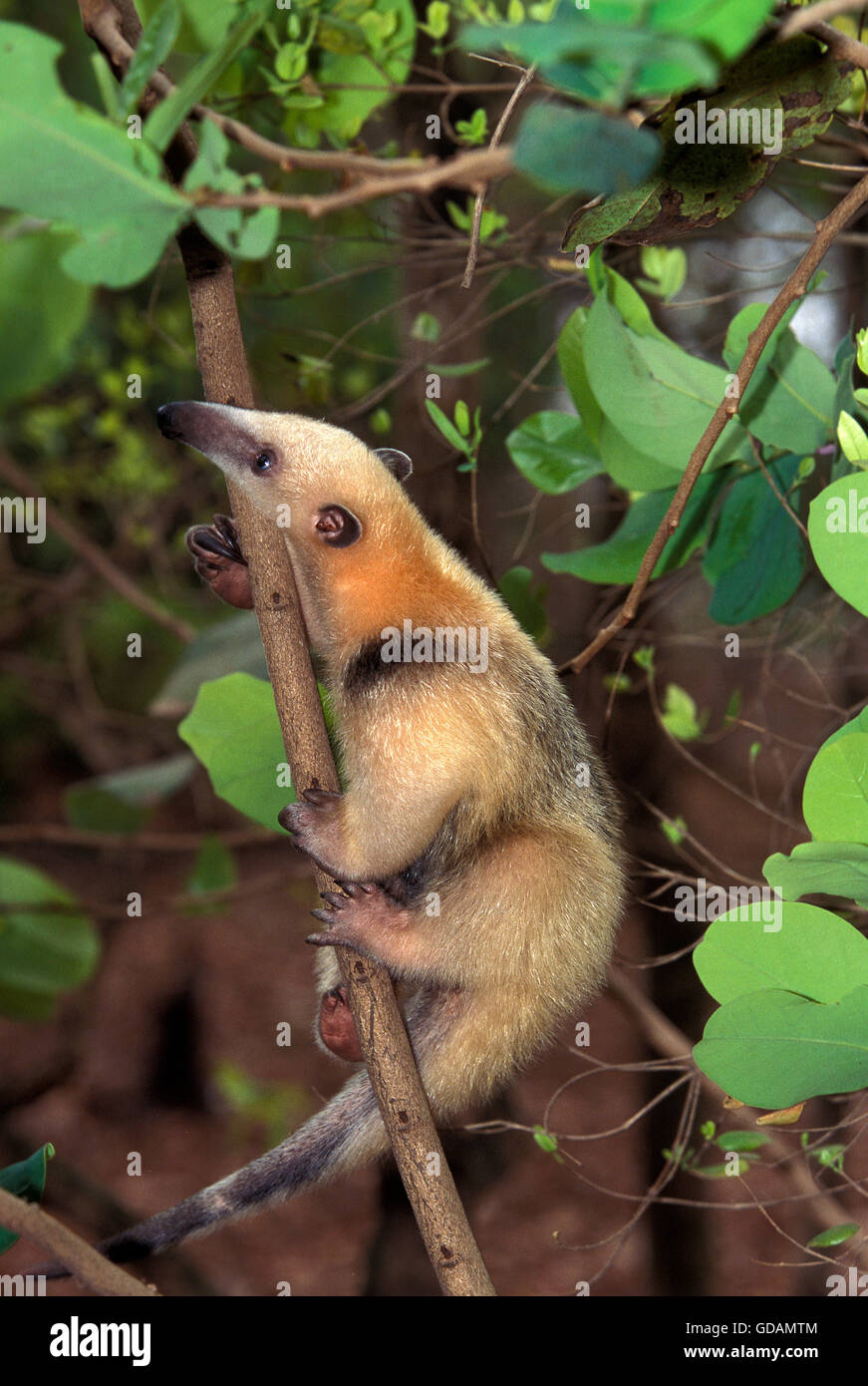 Sur de el oso hormiguero Tamandua tetradactyla, colgando de la rama de adultos Foto de stock