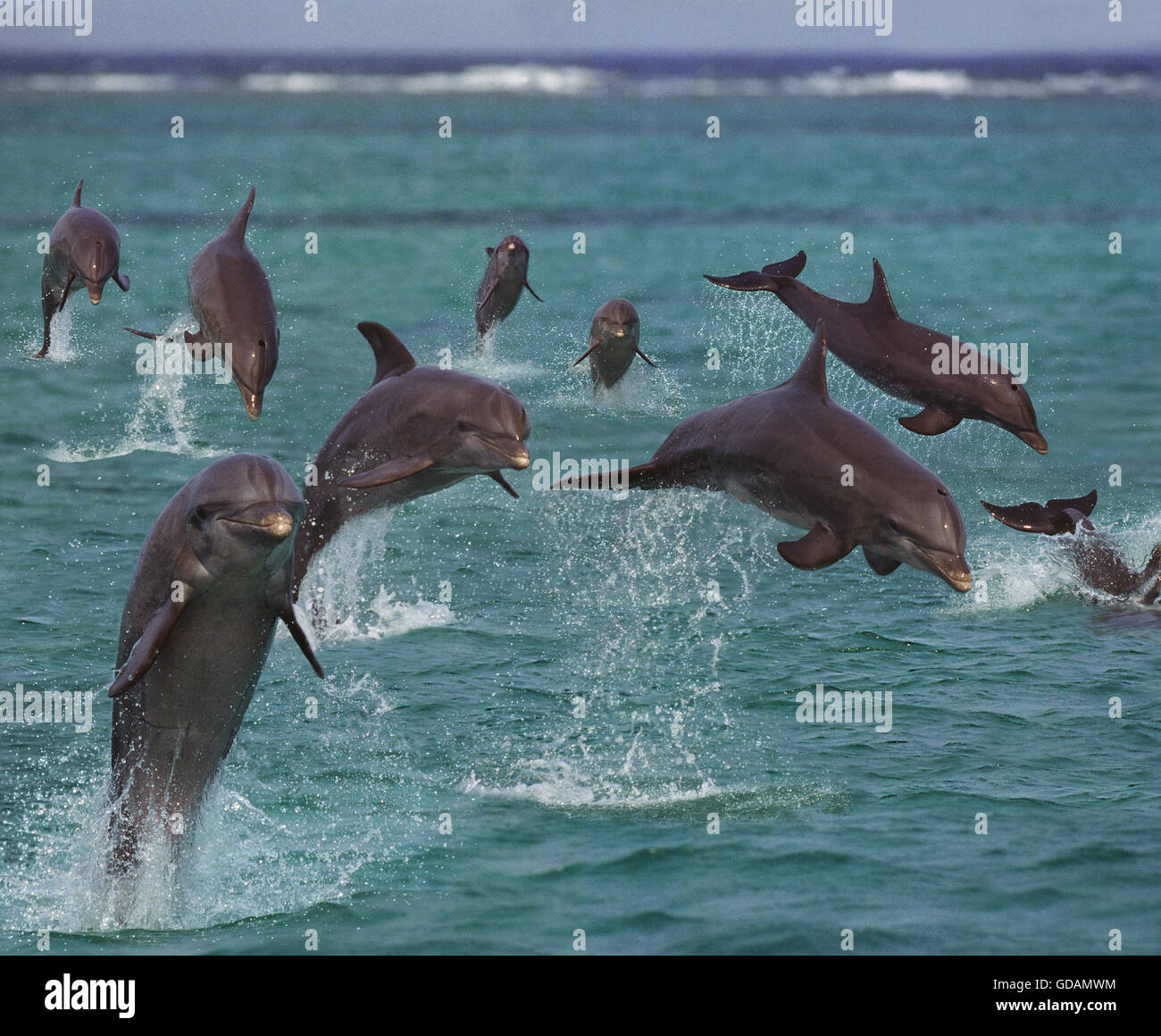 Delfines nariz de botella, tursiops truncatus, saltando, Honduras Foto de stock
