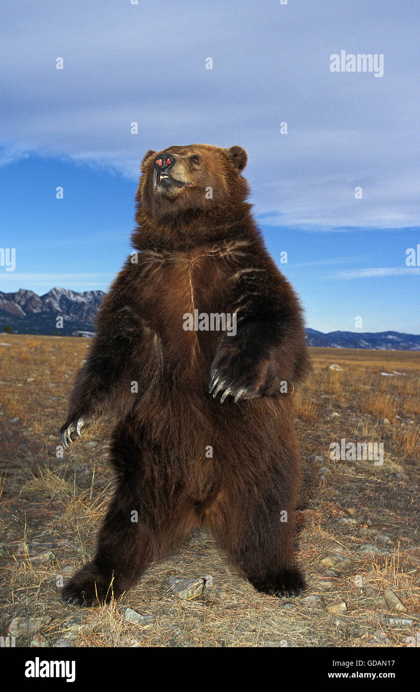 KODIAK BEAR ursus arctos middendorffi, adulto en las patas traseras