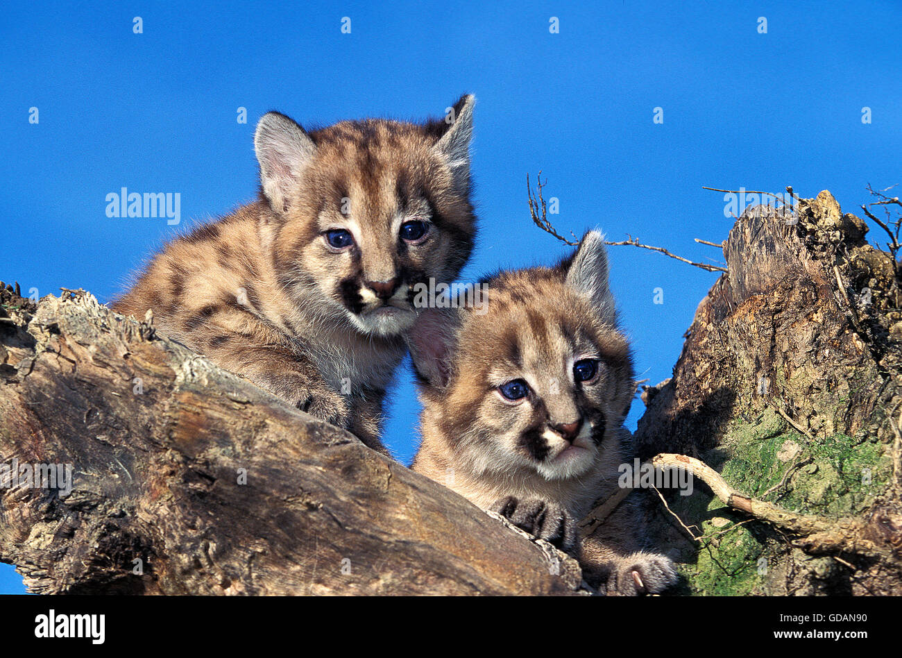 Puma cub animal fotografías e imágenes de alta resolución - Página 2 - Alamy
