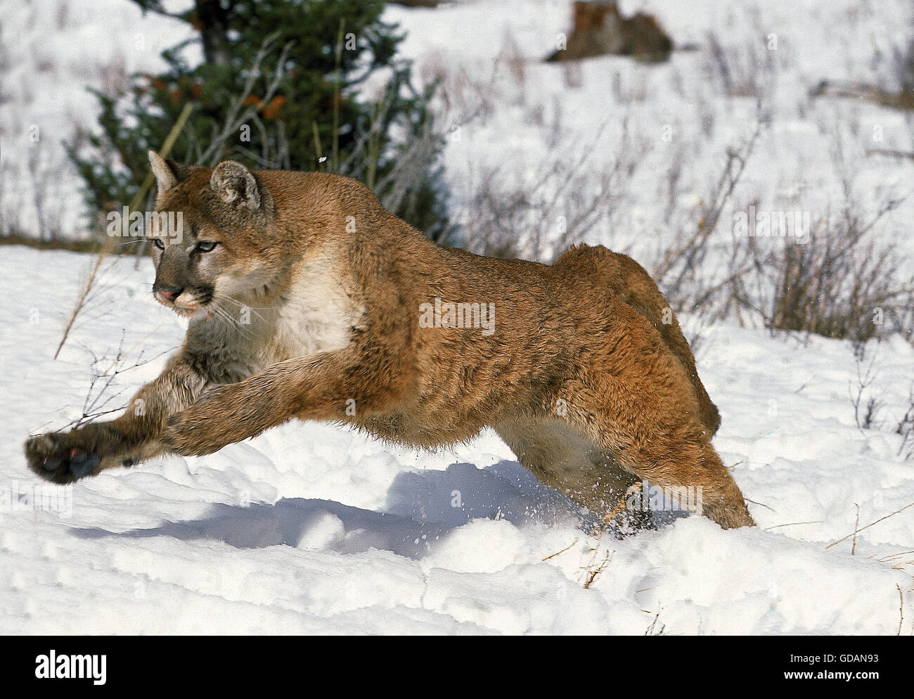 Puma en la nieve fotografías e imágenes de alta resolución - Página 2 -  Alamy