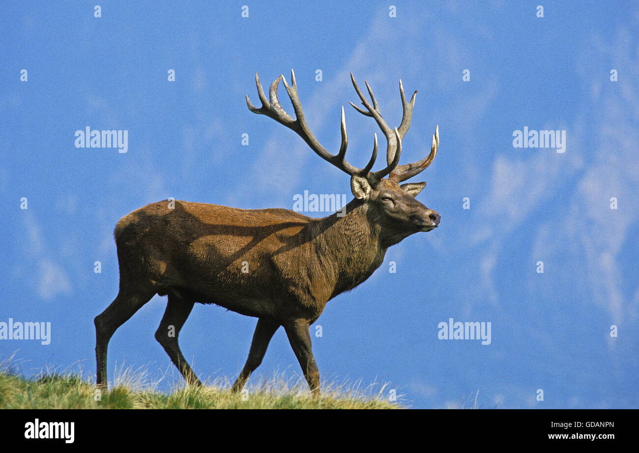 Red Deer, Cervus elaphus, macho Foto de stock
