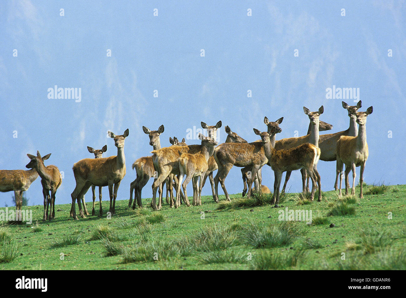 Red Deer, Cervus elaphus, rebaño de hembras Foto de stock
