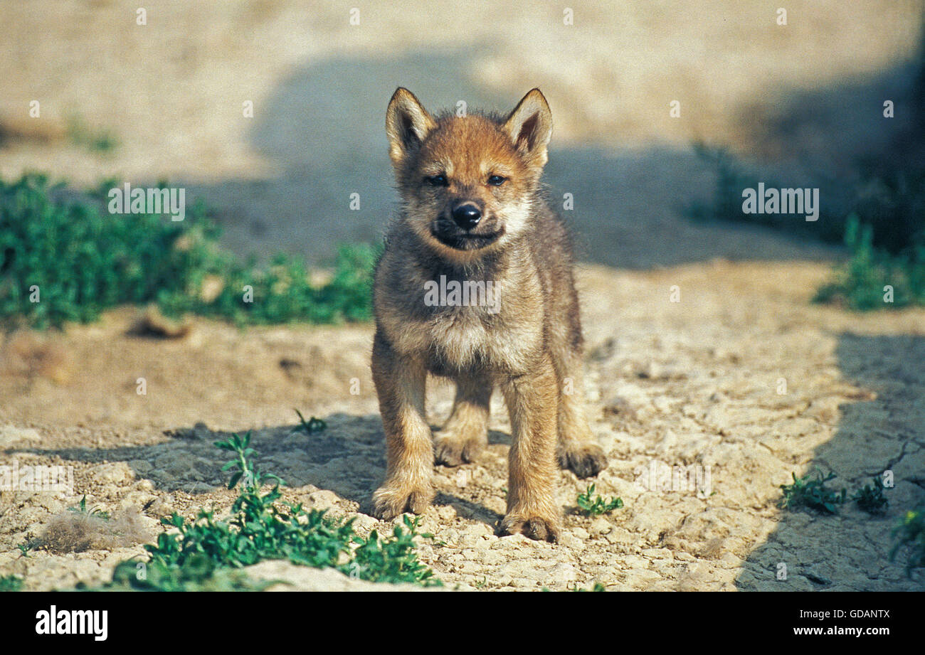 Unión Lobo, canis lupus, Cub Foto de stock