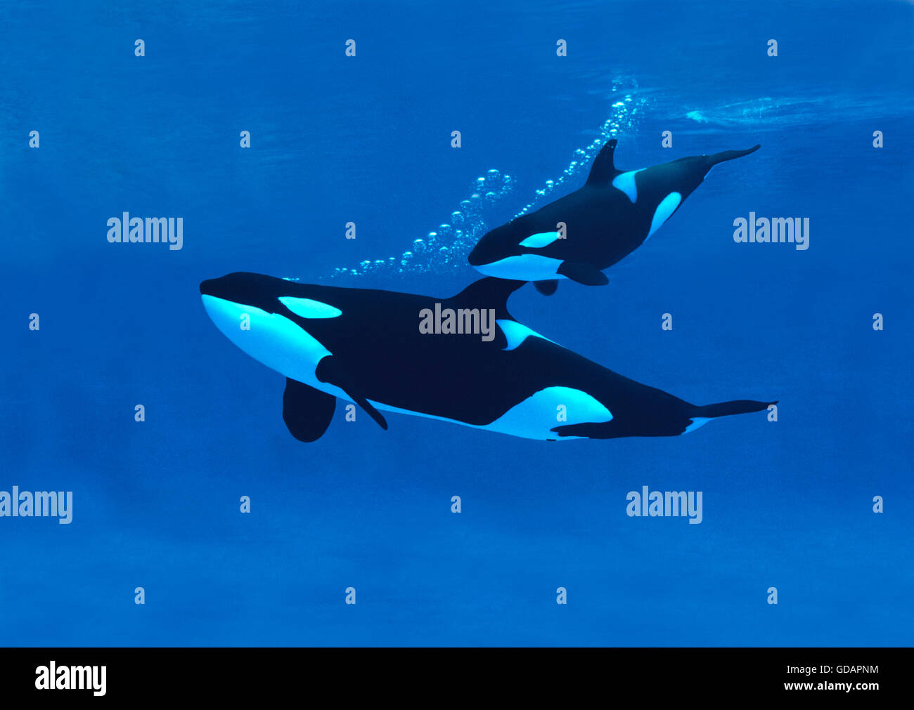 Ballena asesina, Orcinus orca, Madre de ternera Foto de stock
