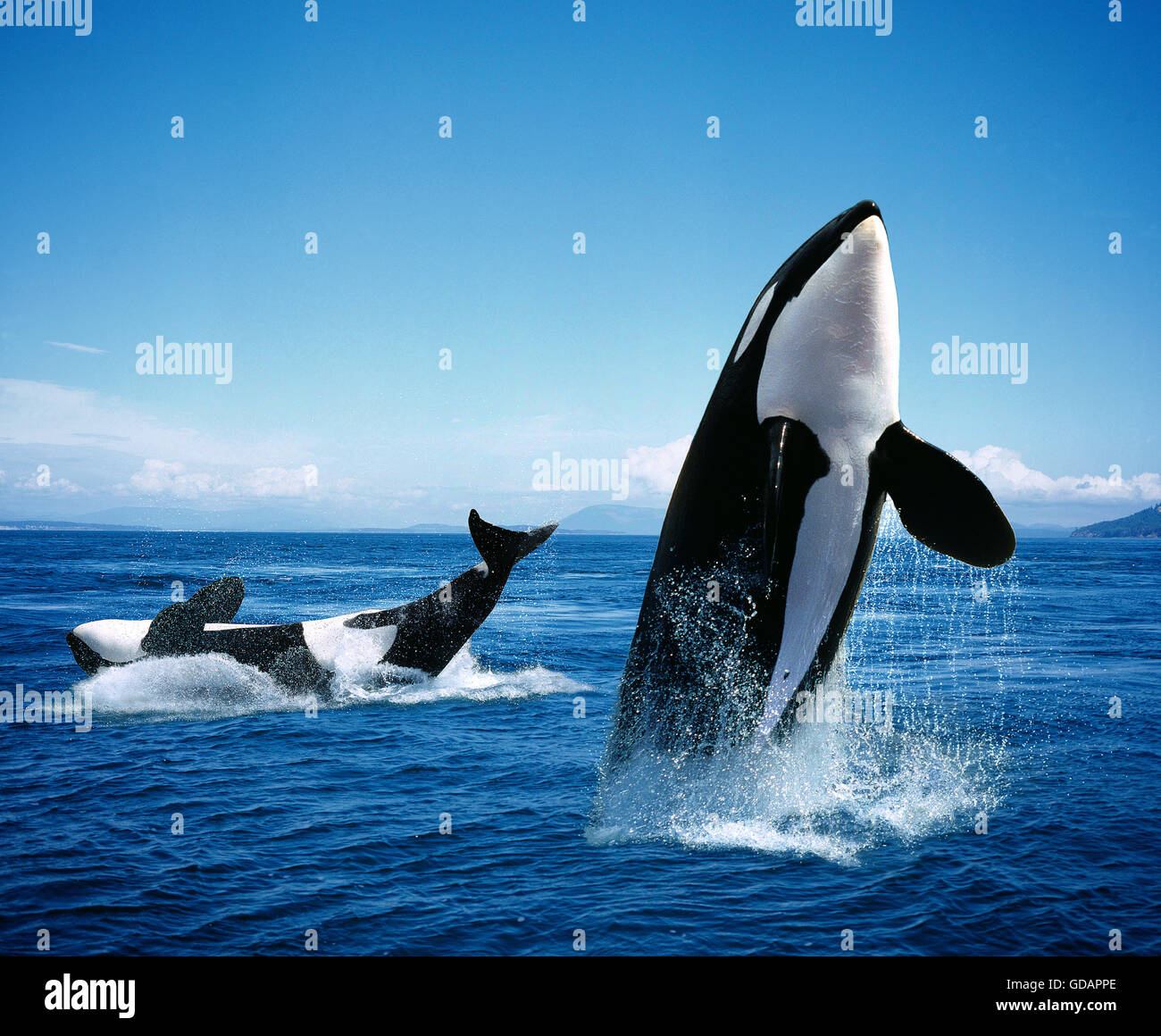 Ballena asesina, Orcinus orca, adultos Breatching Foto de stock